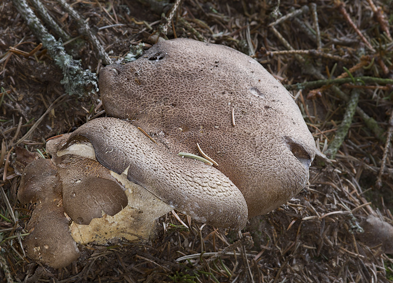 Albatrellus pes-capreae